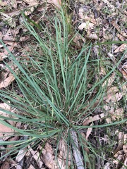 Cymbopogon refractus