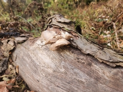 Pleurotus ostreatus