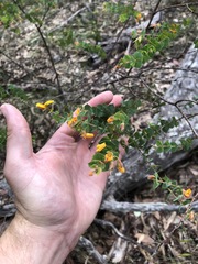Pultenaea spinosa
