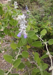 Salvia fruticulosa