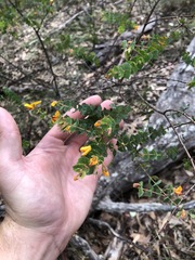 Pultenaea spinosa