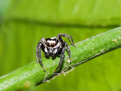 Leptofreya