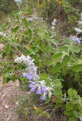 Salvia fruticulosa