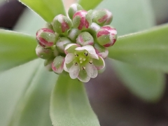 Corrigiola litoralis litoralis