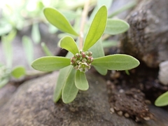 Corrigiola litoralis litoralis