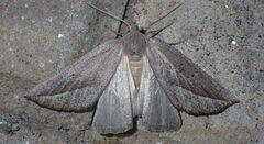 Compsoptera opacaria