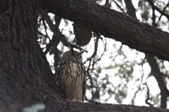 Bubo bubo