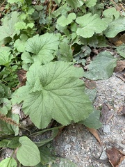 Geum macrophyllum