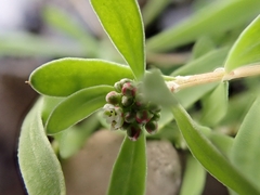 Corrigiola litoralis litoralis