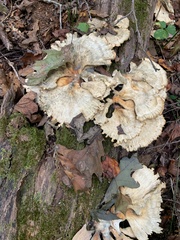 Laetiporus