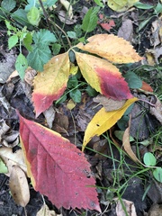 Parthenocissus quinquefolia