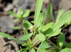 Corrigiola litoralis litoralis