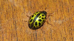 Calligrapha polyspila