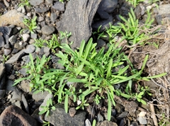 Corrigiola litoralis litoralis