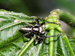 Leptofreya