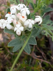 Pimelea