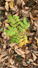 Agrimonia parviflora