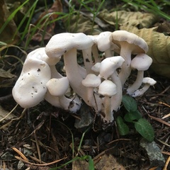 Lyophyllaceae