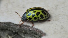 Calligrapha polyspila