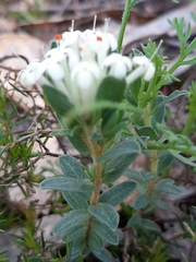 Pimelea