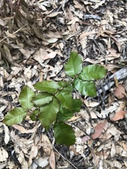 Alectryon tomentosus