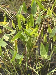 Pontederia cordata