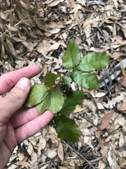 Alectryon tomentosus