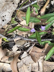 Eremophila debilis
