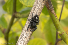 Phidippus audax