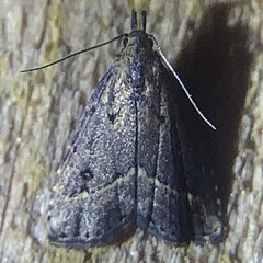 Schrankia macula