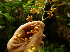 Cyrtochilum