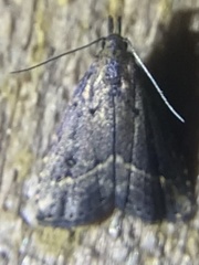 Schrankia macula