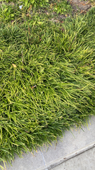 Stenotaphrum secundatum