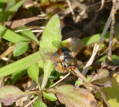 Gymnosoma rotundatum