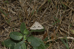 Frederickia s-signata