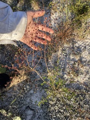 Trichostema suffrutescens