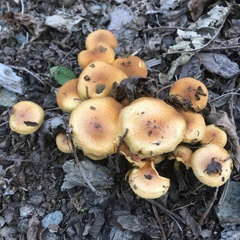 Pholiota spumosa