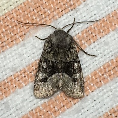 Lacinipolia olivacea