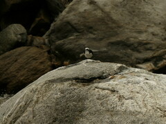 Cinclus leucocephalus