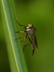 Neomochtherus auricomus