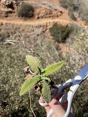 Salvia spathacea