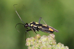 Grypocoris stysi