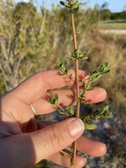 Trichostema suffrutescens