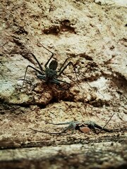 Phrynus operculatus