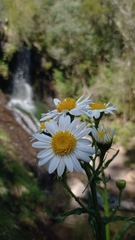Senecio bonariensis