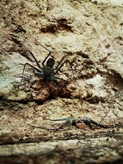 Phrynus operculatus