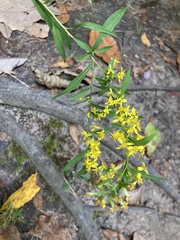 Solidago caesia