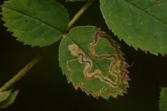 Stigmella anomalella