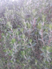 Baccharis dracunculifolia