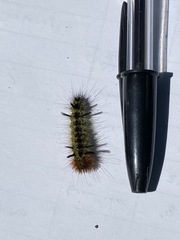 Lophocampa
